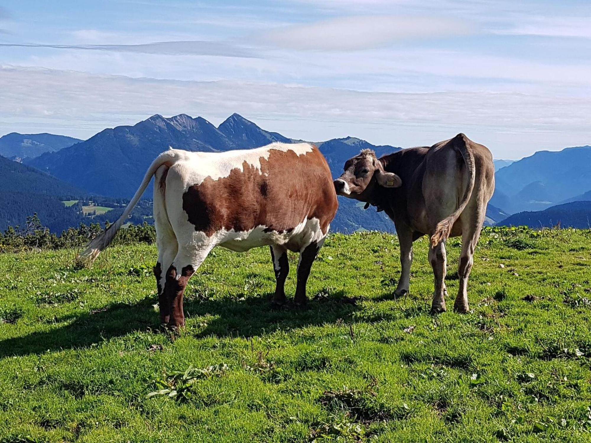 Modern Apartment With Wilder Kaiser View Kirchdorf in Tirol Εξωτερικό φωτογραφία